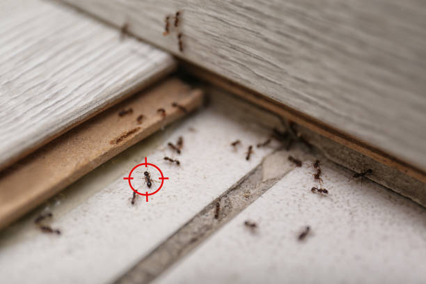Bird Control in Long Branch, VA