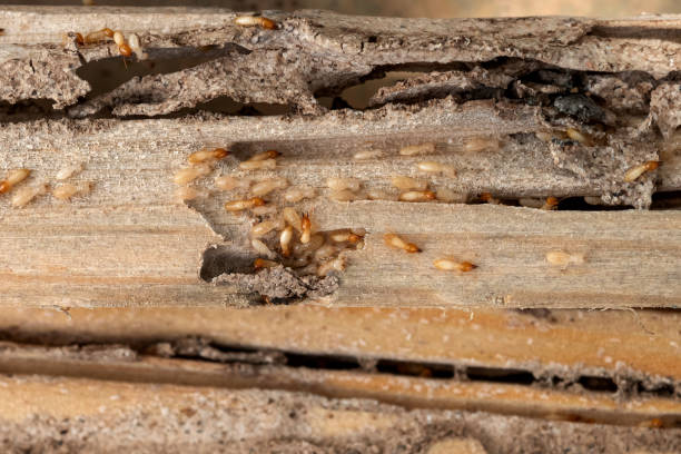 Reliable Long Branch, VA Pest Control Solutions