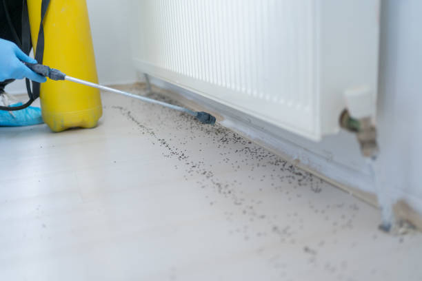 Best Affordable Pest Control Services  in Long Branch, VA